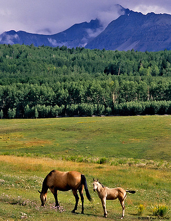 Wilson Mesa, Colorado Horses