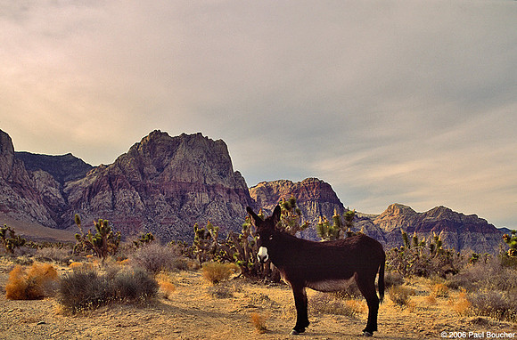 Wild Donkey , Nevada