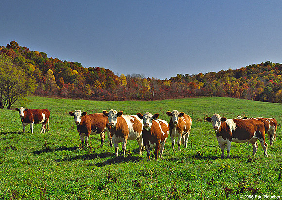 Cows Michigan