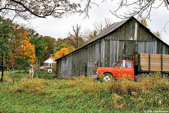 Ohio Dog